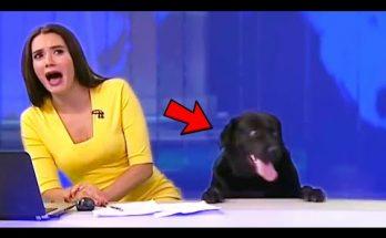 Best Animals News Bloopers Best Animals News Bloopers