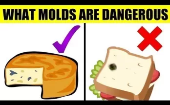 FACTS And Misconceptions About Food Mold You Need To Know