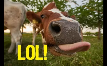 5 Strange Ways Our Brains Trick Us - Don't hate your Brain after this!